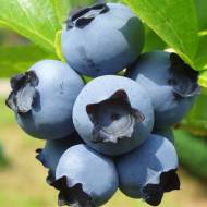 Саджанець Лохина Деніс Блю в контейнері